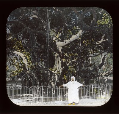 Egypt - Banyan Tree, Esbekiyeh Place, Cairo by American Photographer